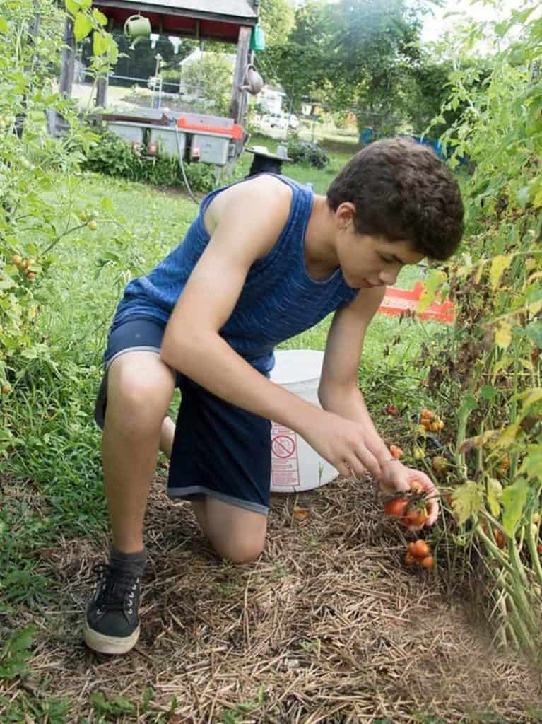 Young boy harvesting ripe tomatoes in vegetable garden at Eden Village Camp eco-friendly summer camp.