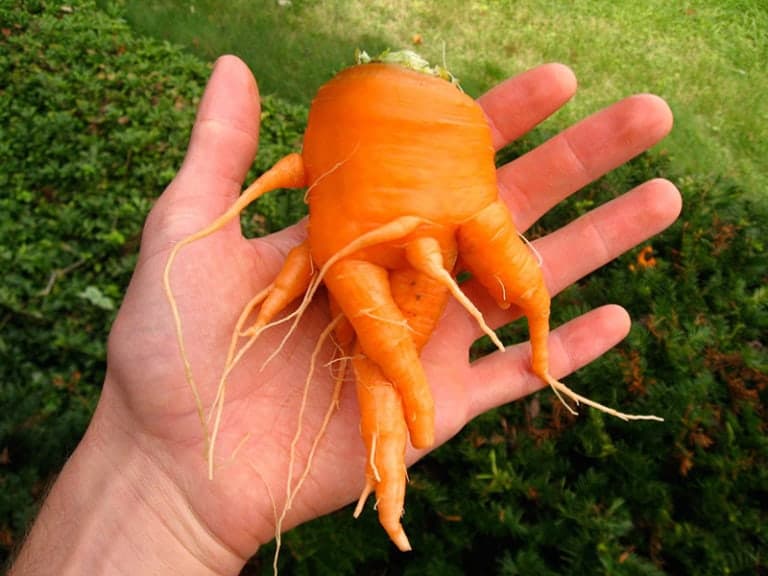 Freshly harvested carrot with unique shape from Eden Village Camp, emphasizing sustainable farming and healthy eating.