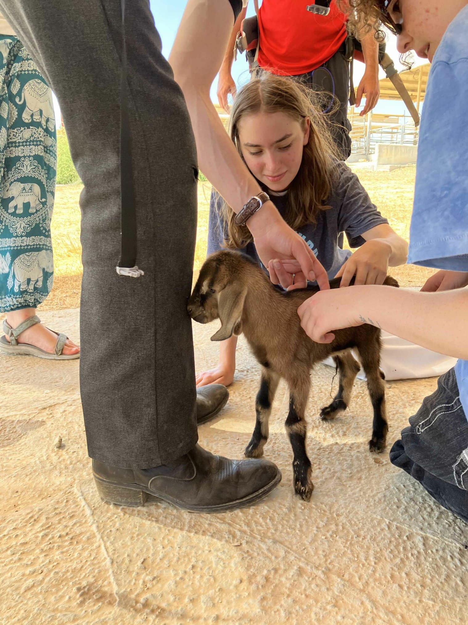 kids petting baby goat
