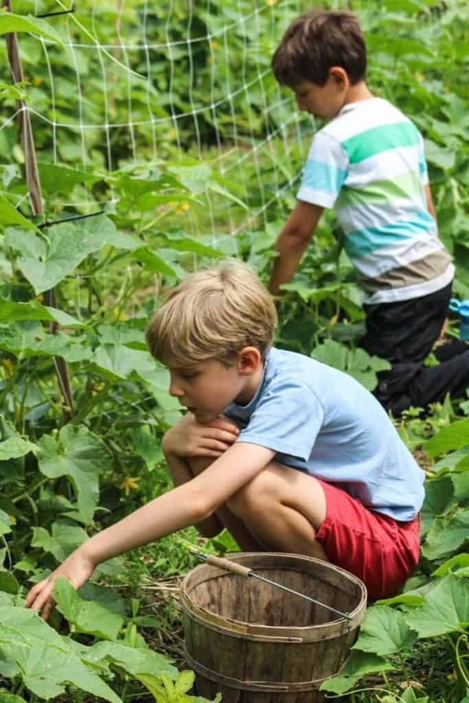 Kids exploring vegetable garden at Eden Village Camp, engaging in outdoor learning and nature activities for a sustainable camp experience.