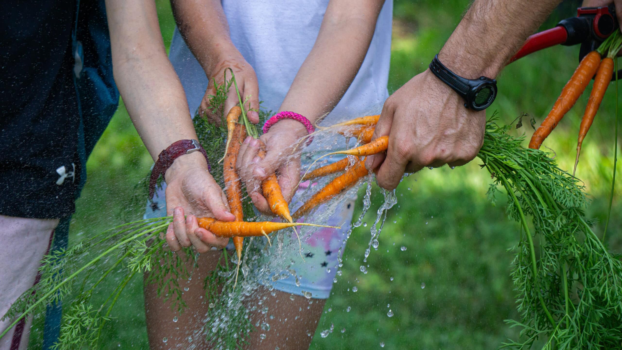 campers washing garden carrots