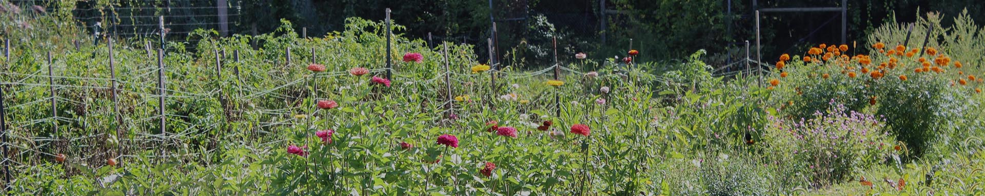 Vibrant community garden with blooming flowers and vegetables.