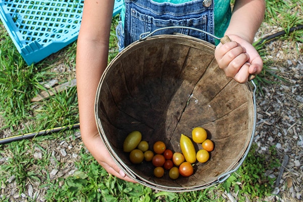 bucket with garden cherry tomatoes
